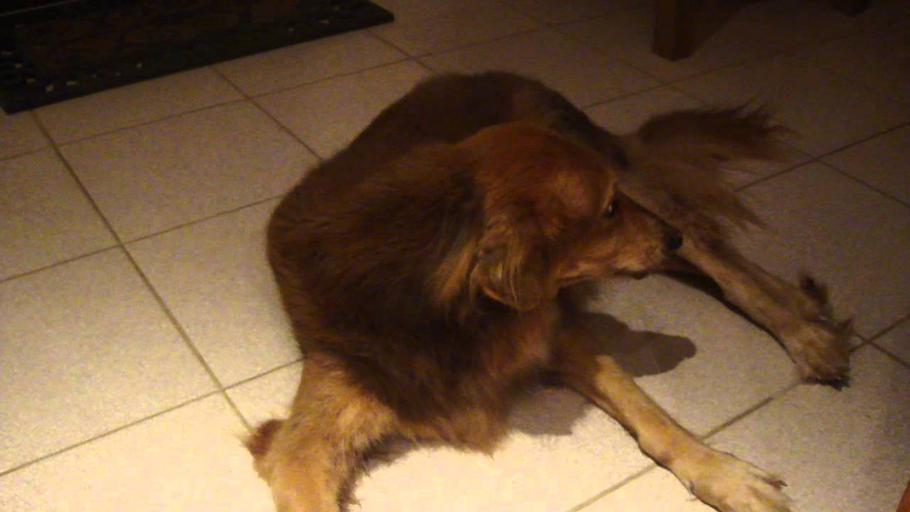 Kitten attacks Dog YouTube
