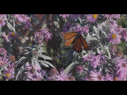 New England Youth Theatre video preview