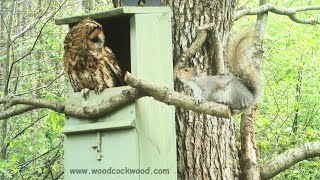 Tawny Owls Nesting 2022