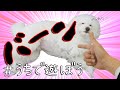 【犬の芸】とっても可愛い一発芸☆バーン☆を教えよう！犬のしつけチャンネル