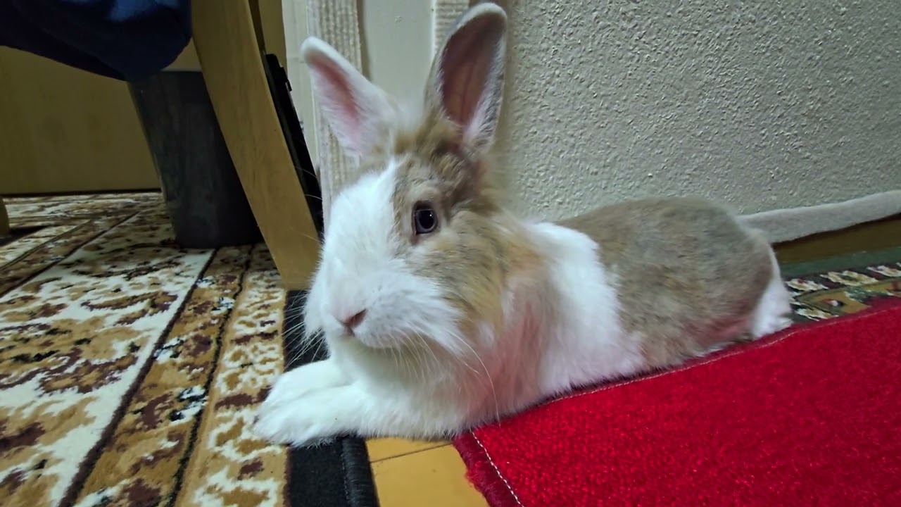 Is this the bunny you were looking for on the internet? 