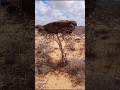 🌳😲 People sleep in trees?! The terrifying reality of Ethiopian nomads #NomadicLife