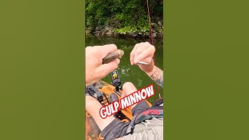 BLUEGILL love GULP MINNOWS #gulpminnow #kayakfishing #bluegillfishing #bait