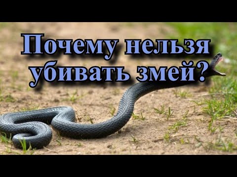 Почему нельзя убивать змей?🐍