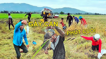 Trúng Mánh Bắt Chuột Đồng Mùa Lúa Chín Miền Núi Vui Quá