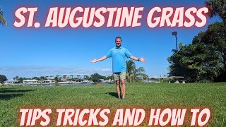 St. Augustine Grass | Pros Cons Tips and Tricks