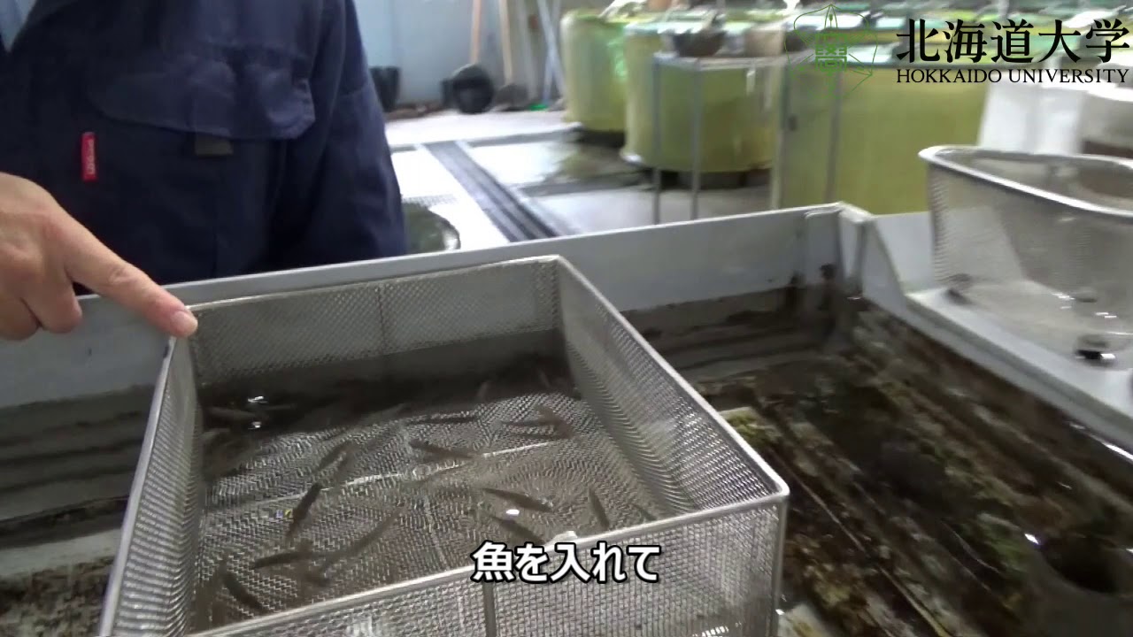 七飯淡水実験所 飼育室１ Nanae Fresh Water Station Breeding Room 1 Youtube