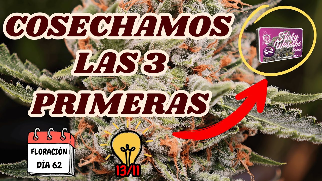 🍁‼️CORTAMOS LAS 3 PRIMERAS‼️🍁 | FOTOPERIODO 13/11 | NUEVO MARS HYDRO FC-E6500