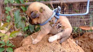 rescue a tiny puppy, feeding adopted dogs some food