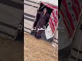 يبدوي 