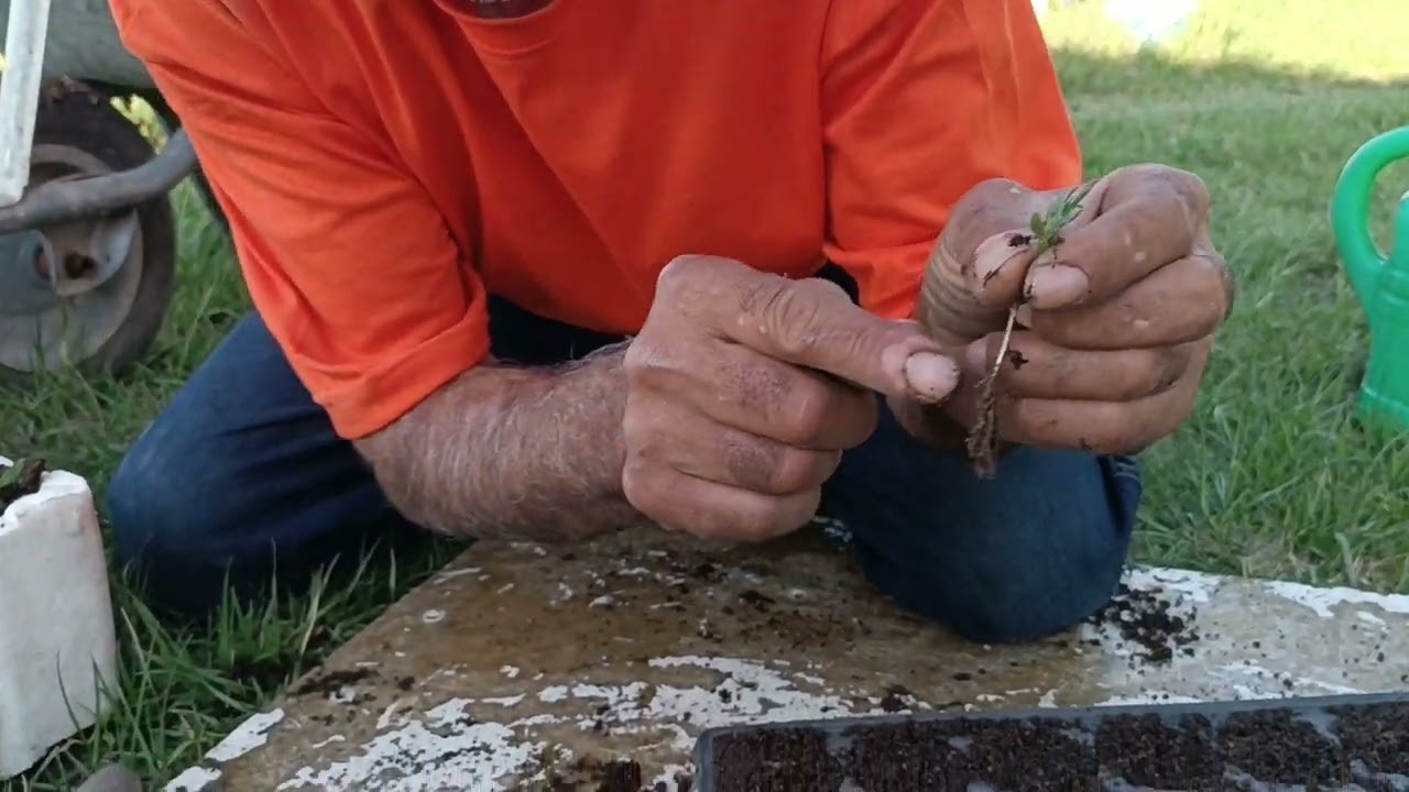 Yatay ve Dikey Ekim için Fide Şaşırtma Yöntemleri