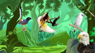 Suara Hewan Burung Cendrawasih, Elang, Murai Batu, dan Jalak Bali