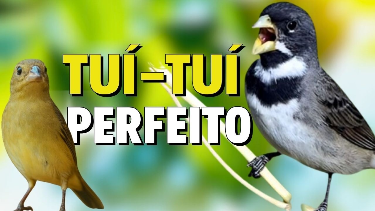 🔴MELHOR CANTO DE COLEIRO TUI TUI PARA ENCARTE 🔴🔴COM SOM DE FÊMEA LOUCO CHAMANDO🔴TURBINE SEU PARDO🔴