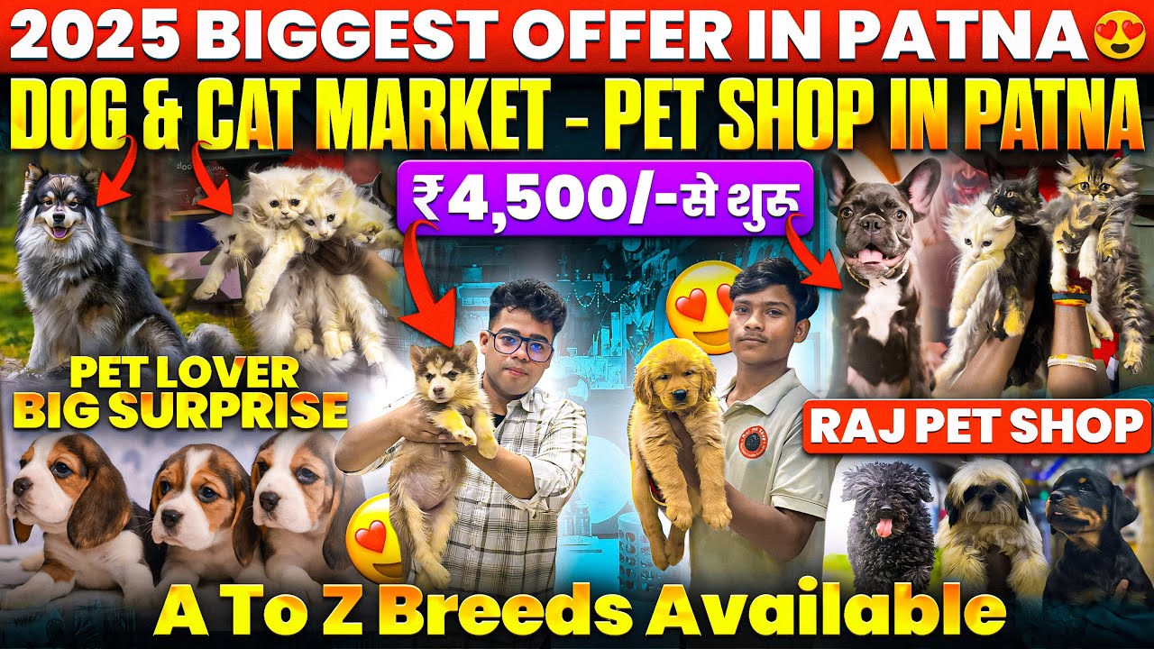 Best Quality Dogs And Cats Market In Patna 🔥 | German Shepherd, Labrador, Doberman, Persian & More