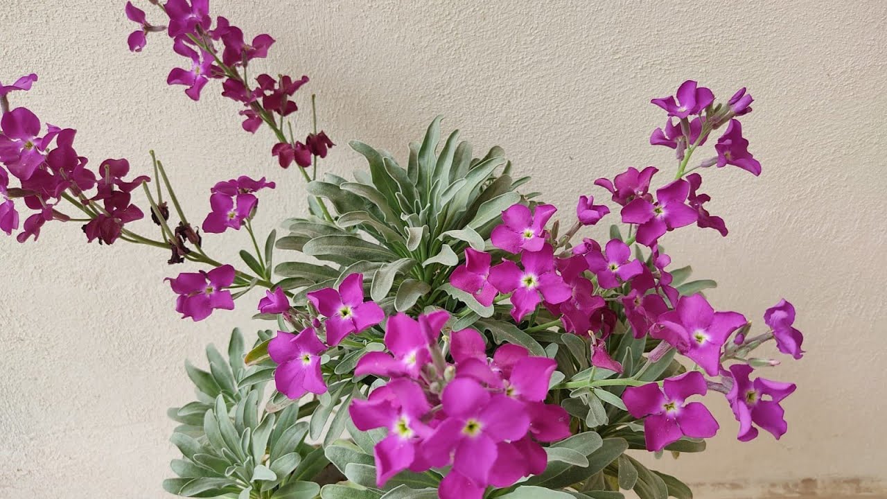 şebboy çiçeği bakımı