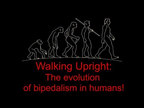 Walking Upright: the evolution of bipedalism in humans!