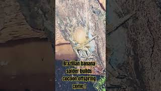 Brazilian Banana Spider Builds Co Offspring Comes