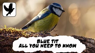 Everything You Need To Know About The Eurasian Blue Tit