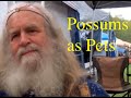 Possums as pets:  Oberon Zell talks about the lowly Possum.