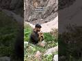 #Uçkun#hakkari#şemdinli