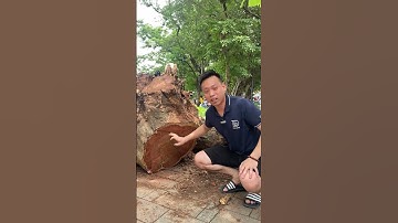 Cây Sưa Hơn Trăm Năm Tại Hồ Gươm Nếu Mang Đi Tiện Vòng Sẽ NTN? I Tượng Gỗ Đẹp