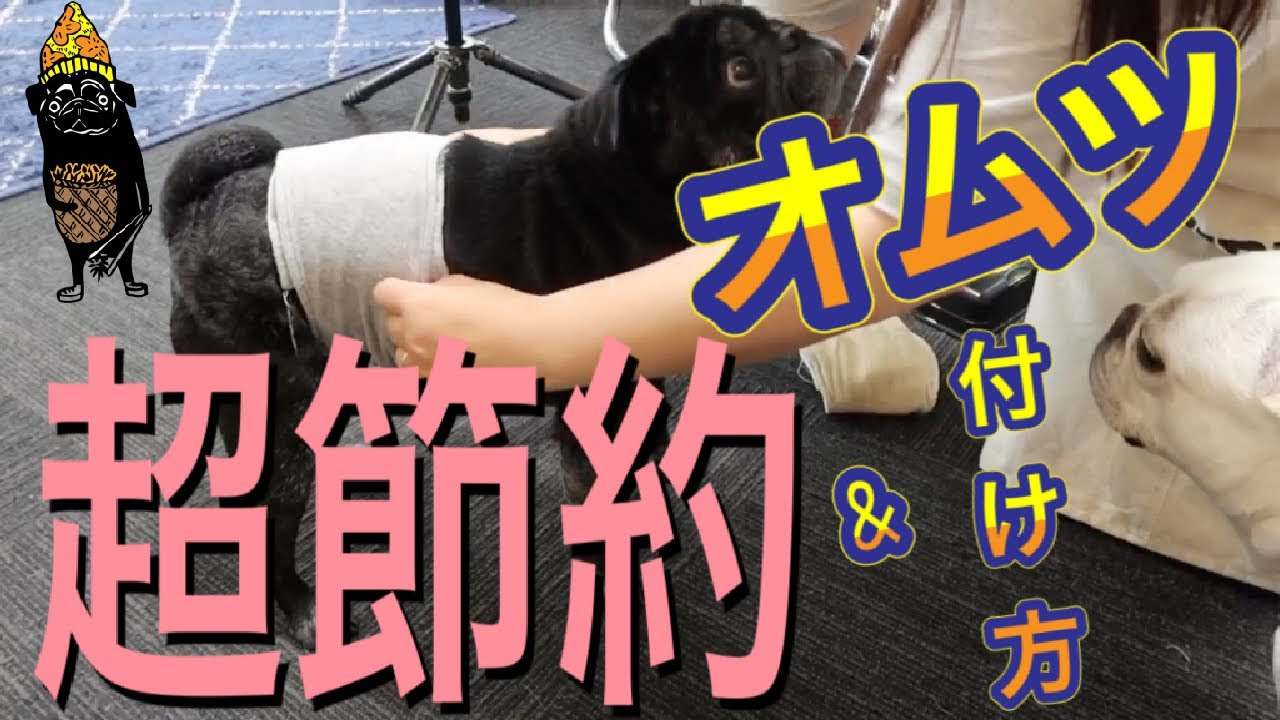 超節約 犬男の子のオムツの付け方 Youtube