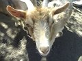 Камерунские козы в стаде как долго живут камерунские мини козочки Домашние животные для души