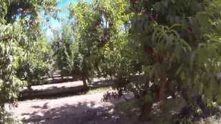 Marc Suderman #303 | Honey Blaze nectarine | 6/13/13