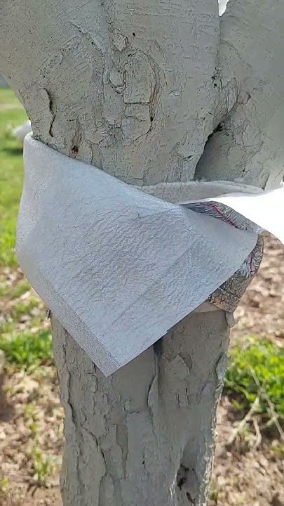 защита яблонь от муравьёв и тли 🐜 - YouTube