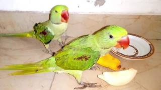 Alexandrine  parrot eating mango | Mango Party by raw parrots