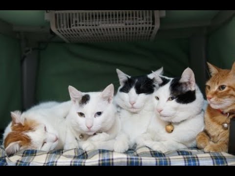 こたつねこLIVE配信　220312