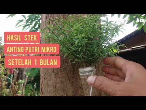 Hasil 30 Hari Stek Bonsai Mentaos Dengan ANTING  PUTRI  