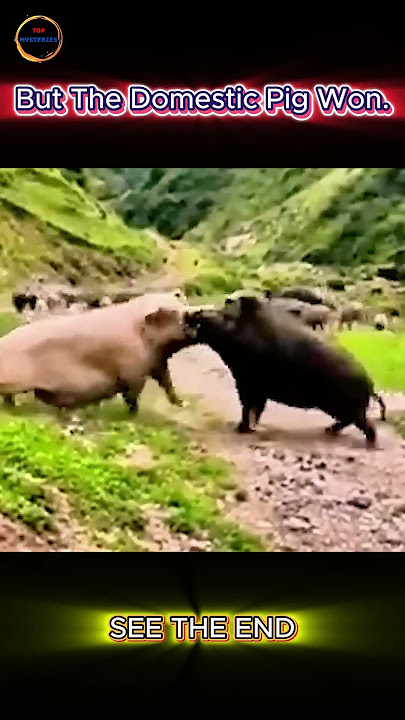 Wild Boar vs Farm PigβCan the Domestic Underdog Really Win?
