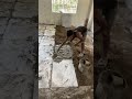 Rajiv Raj Chaudhary  is live