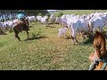 Maeiro nas vacas nelores (bezerrada nova)