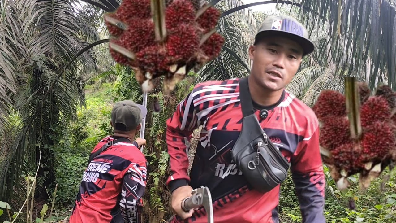 BANYAK SEKALI  YANG PENASARAN,,!! KITA MENGGUNAKAN KAMERA APA,,!!!#panen #viralvideo  