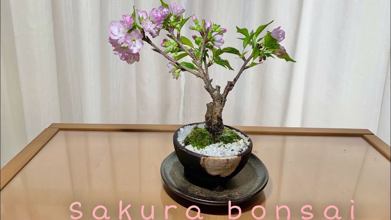 [Sakura] 正規品・未開封LabubuBig into Energy 正規品・未開封】ラブブLabubu Big into Energy 全種類6箱