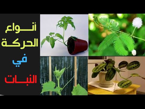 فيديو: حركة النباتات وأعضائها