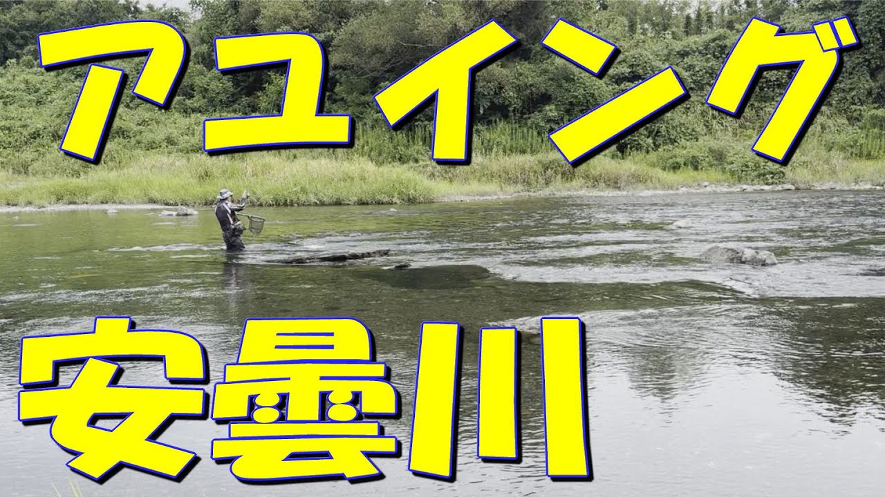 安曇川でアユイング釣りを楽しんで来ました