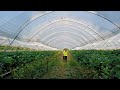 Работа в Англии. Первый рабочий день на клубничной ферме Homme Farm