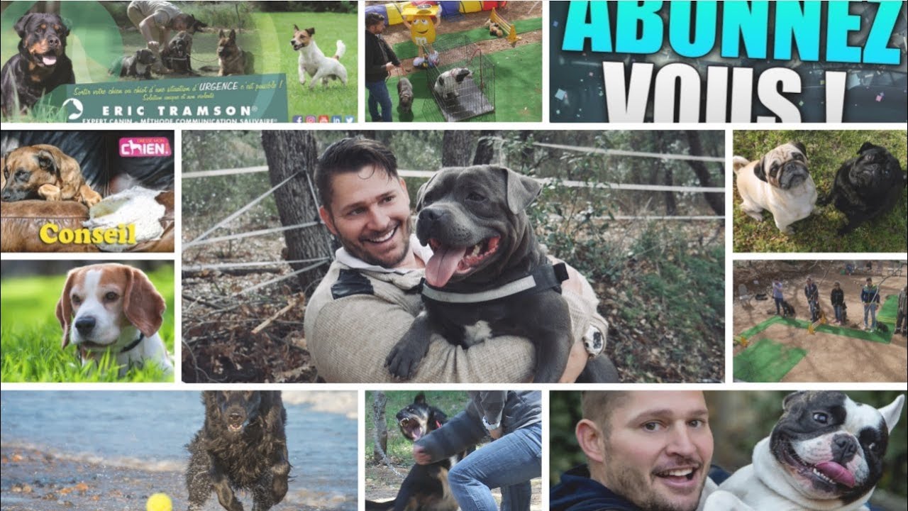 COMMENT FAIRE ASSEOIR SON CHIEN EN LAISSE? - YouTube