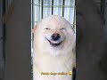 The funniest dog smiling/ #shorts #funnydogs #funny