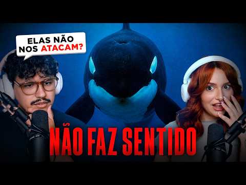 Why do ORCAS not attack humans? | Kairus