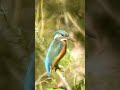Zimorodek.#love #nature #bird #music #shorts #