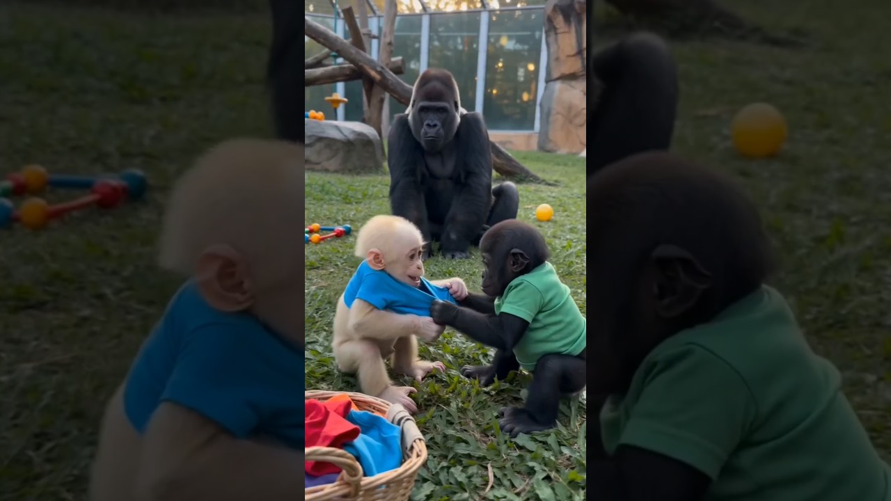子ゴリラのTシャツ争いは?母親が分けて収める流れを確認