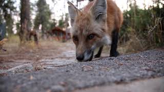 La Volpe Caratteristiche, Dove Vive, Cosa Mangia E Come Si Riproduce - The Kids Are Alright