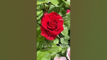 تلاوةعذبة_سبح اسم ربك الاعلى#تلاوات#اكسبلور#تلاوة_خاشعة#قران_كريم#حالات_واتس#قرآن#راحة_نفسية#تيك_توك