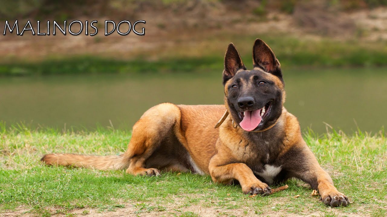 كلب المالينو Belgian Malinois Dog YouTube