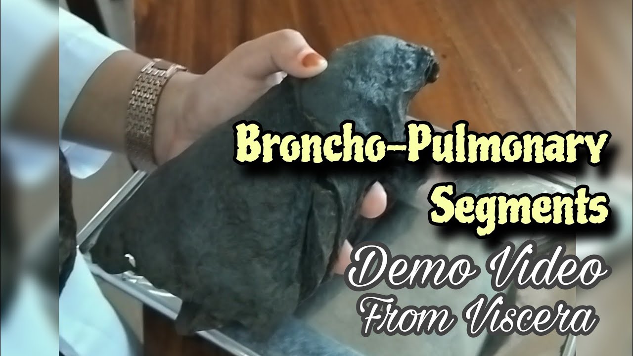 Broncho Pulmonary Segments of Lungs || View from Viscera || Demo video || Anatomy || MBBS 1st Year