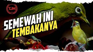 🔴 LIVE Masteran Pleci Tembakan Paling Mewah Di Gantangan Lomba !!!